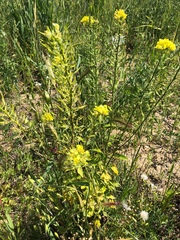 Rhamphospermum nigrum