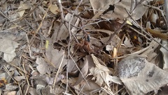 Tachypompilus analis