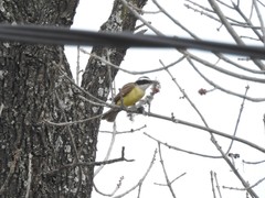 Pitangus sulphuratus