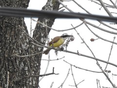 Pitangus sulphuratus