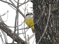 Pitangus sulphuratus