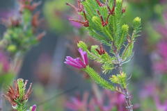 Erica verticillata