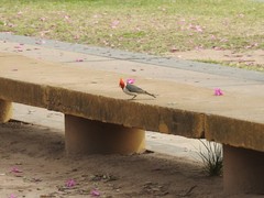 Paroaria coronata