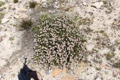 Sorocephalus lanatus