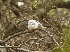 Passer domesticus