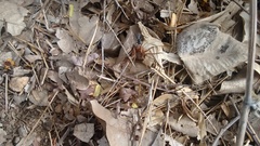 Tachypompilus analis