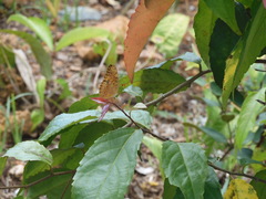 Phalanta phalantha phalantha