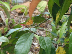 Phalanta phalantha phalantha