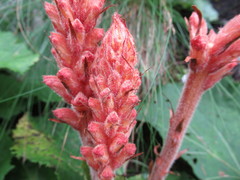 Orobanche flava