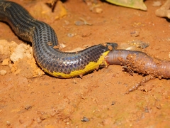 Uropeltis