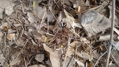 Tachypompilus analis