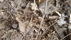 Tachypompilus analis