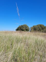 Sporobolus rigidus magnus