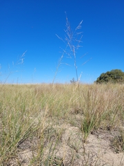 Sporobolus rigidus magnus