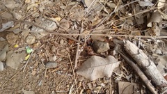 Tachypompilus analis