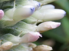 Aechmea mariae-reginae