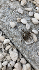 Araneus diadematus