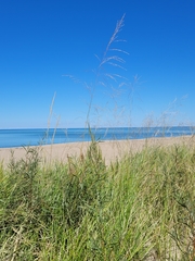 Sporobolus rigidus magnus