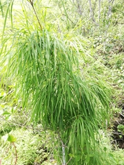 Otatea acuminata