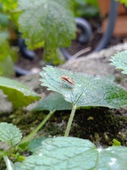 Rhopalus subrufus