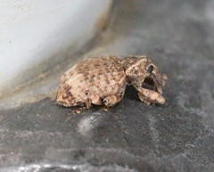 Conotrachelus seniculus