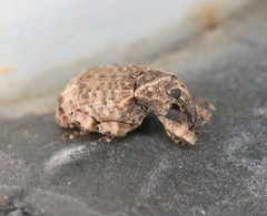 Conotrachelus seniculus