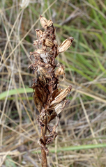 Anacamptis pyramidalis