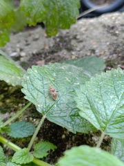 Rhopalus subrufus