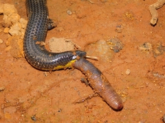 Uropeltis