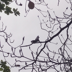 Pteropus seychellensis seychellensis