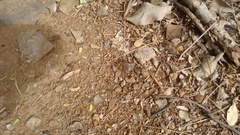 Tachypompilus analis