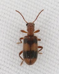 Cymatodera puncticollis