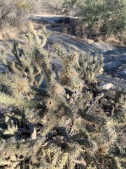 Cylindropuntia echinocarpa
