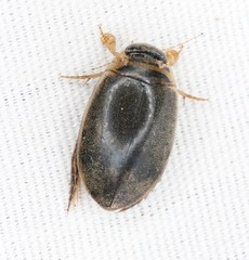 Thermonectus nigrofasciatus