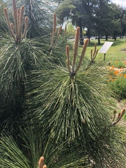 Pinus ponderosa