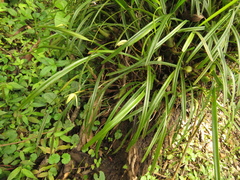 Maxillaria acuminata