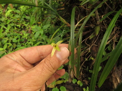 Maxillaria acuminata
