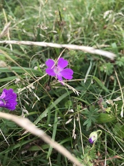 Geranium palustre