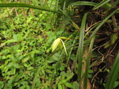 Maxillaria acuminata
