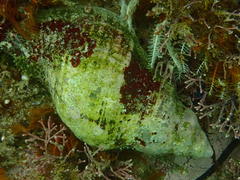 Lugubrilaria lugubris