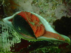 Lugubrilaria lugubris