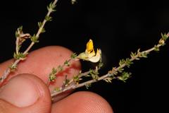 Aspalathus rostripetala