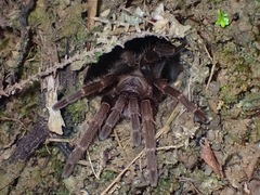 Coremiocnemis cunicularia