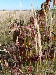 Cornus sanguinea