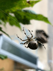 Araneus diadematus