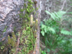 Soldanella carpatica