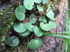 Soldanella carpatica