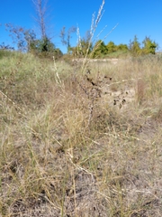 Sporobolus rigidus magnus