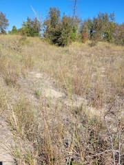 Sporobolus rigidus magnus