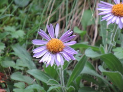 Aster alpinus